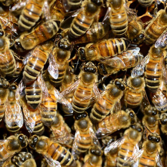 The Importance of Saving our Bees