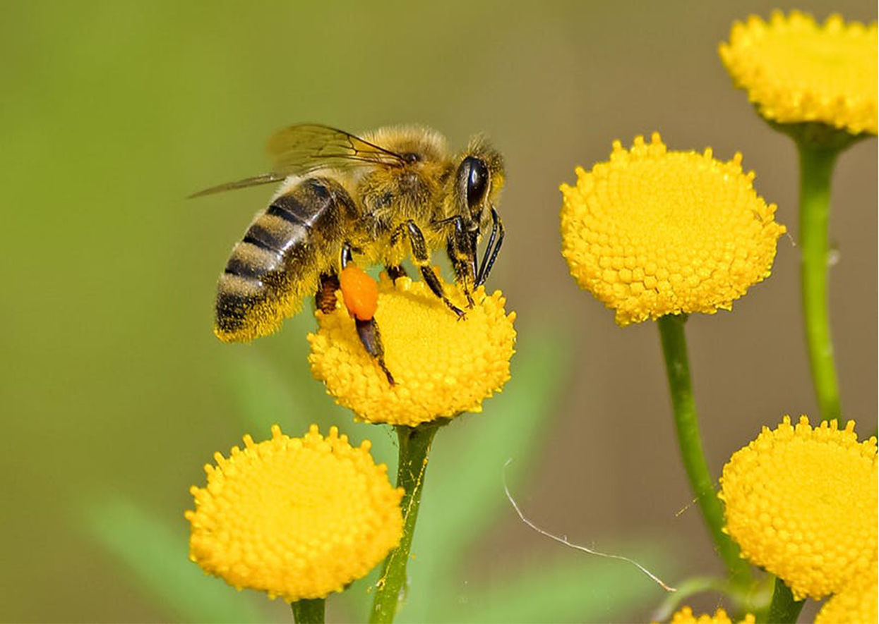 The Importance of Saving our Bees